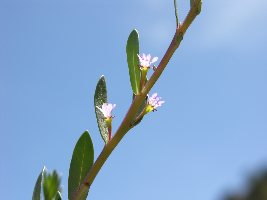 DSCN6910 Lythrum hyssopifolia