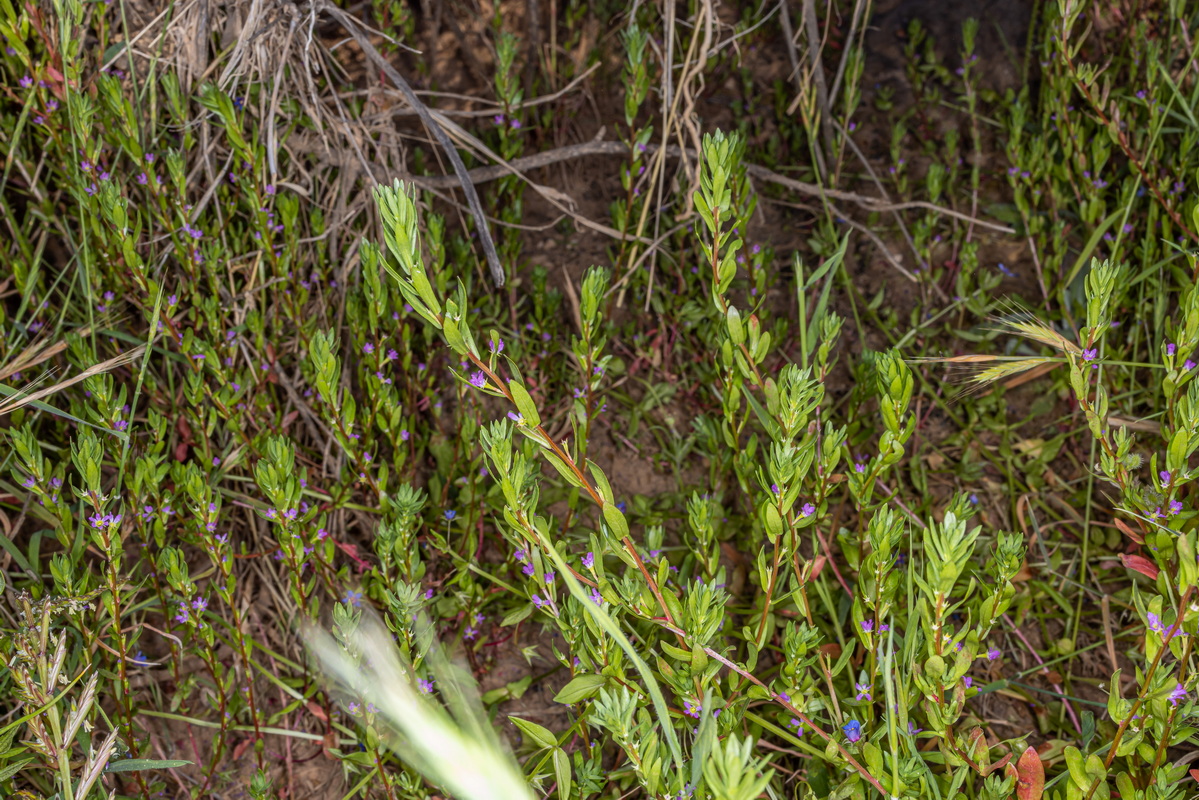IMG 9523 Lythrum hyssopifolia arroyuelo, litro, persegaria, salicaria