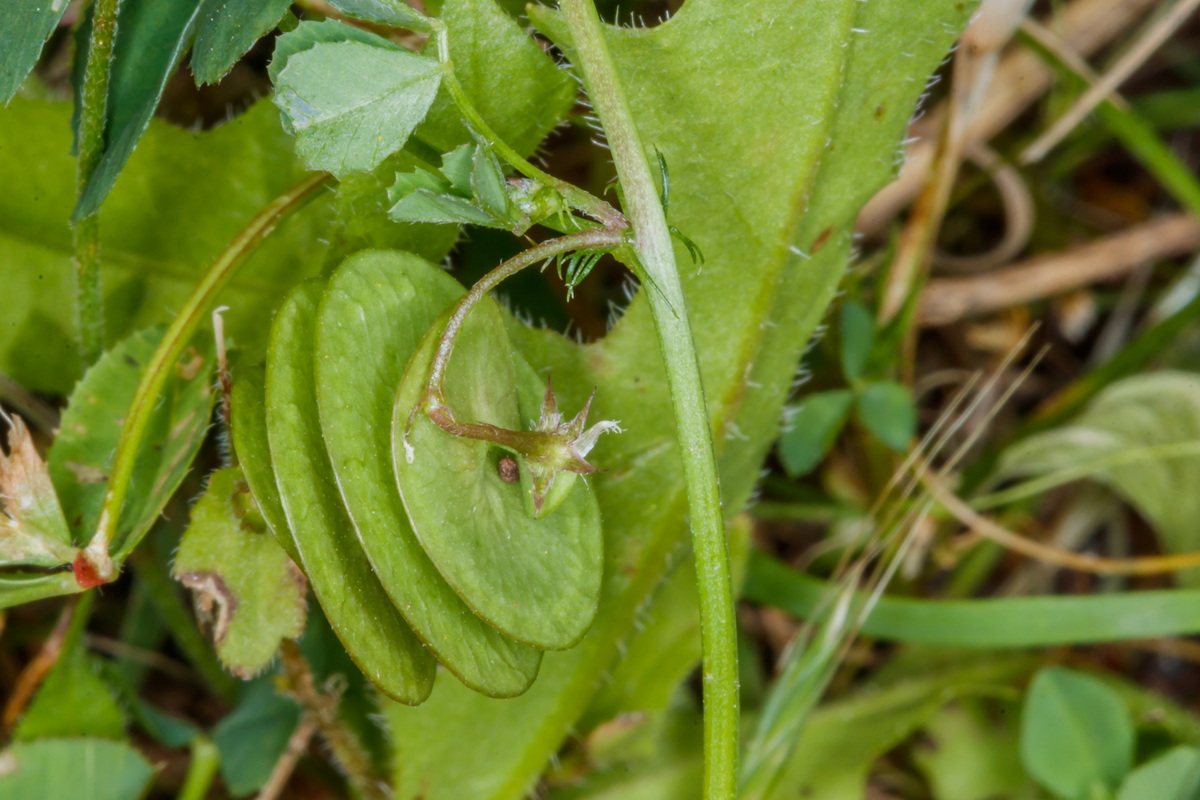  MG 1677 Medicago orbicularis carretón torteruelo