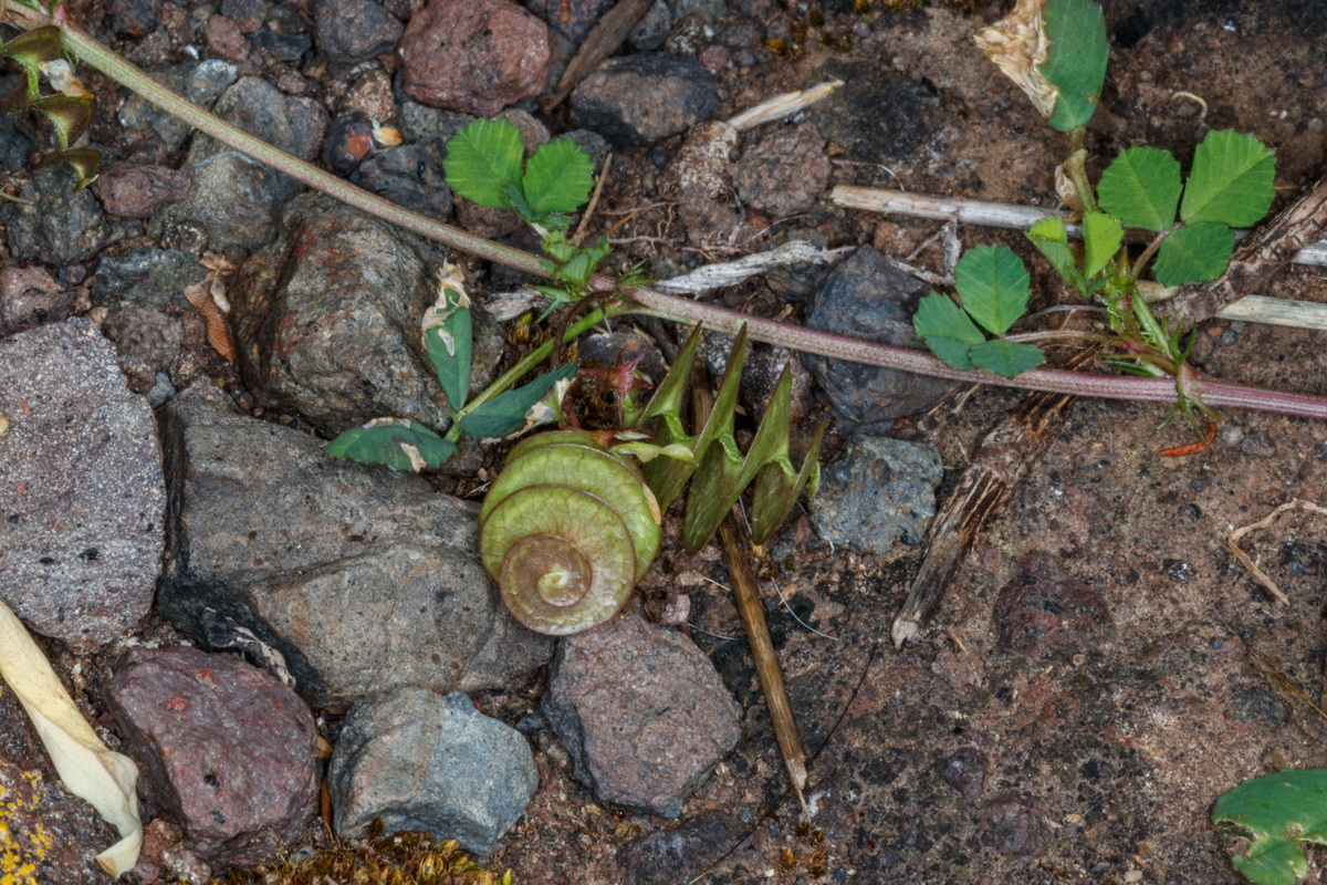  MG 3320 Medicago orbicularis