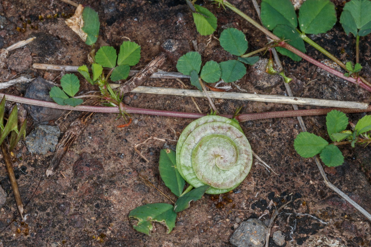  MG 3321 Medicago orbicularis