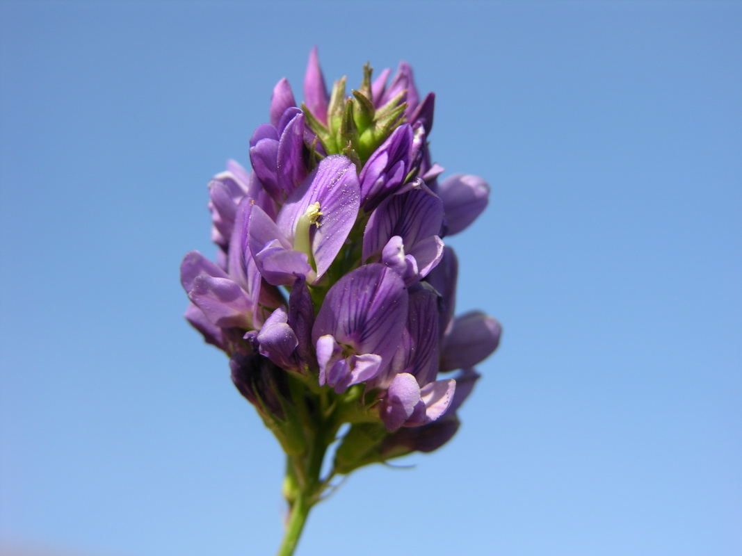 DSCN6647 Medicago sativa