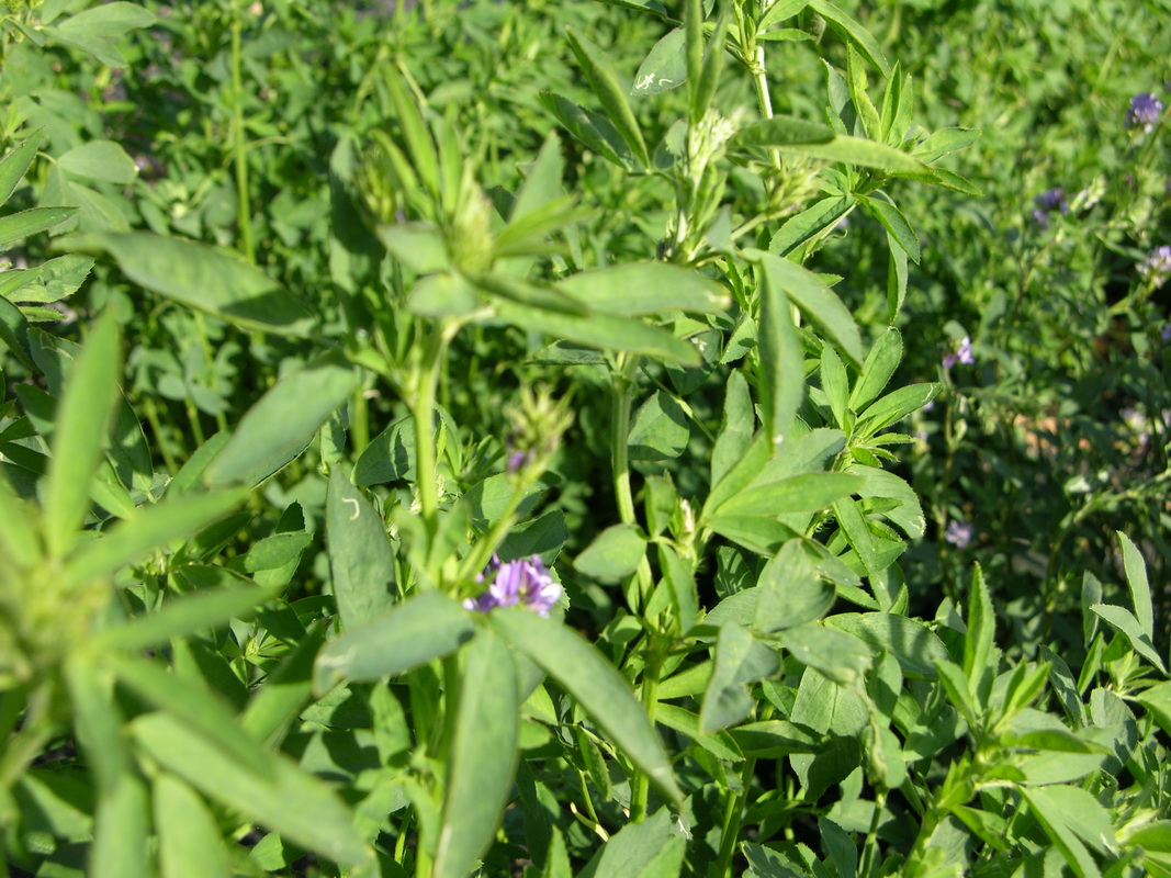 DSCN6651 Medicago sativa