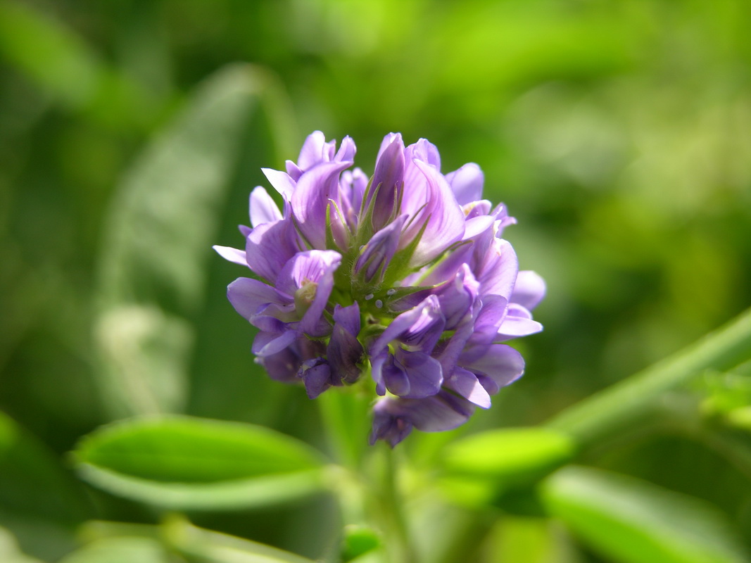 DSCN6832 Medicago sativa