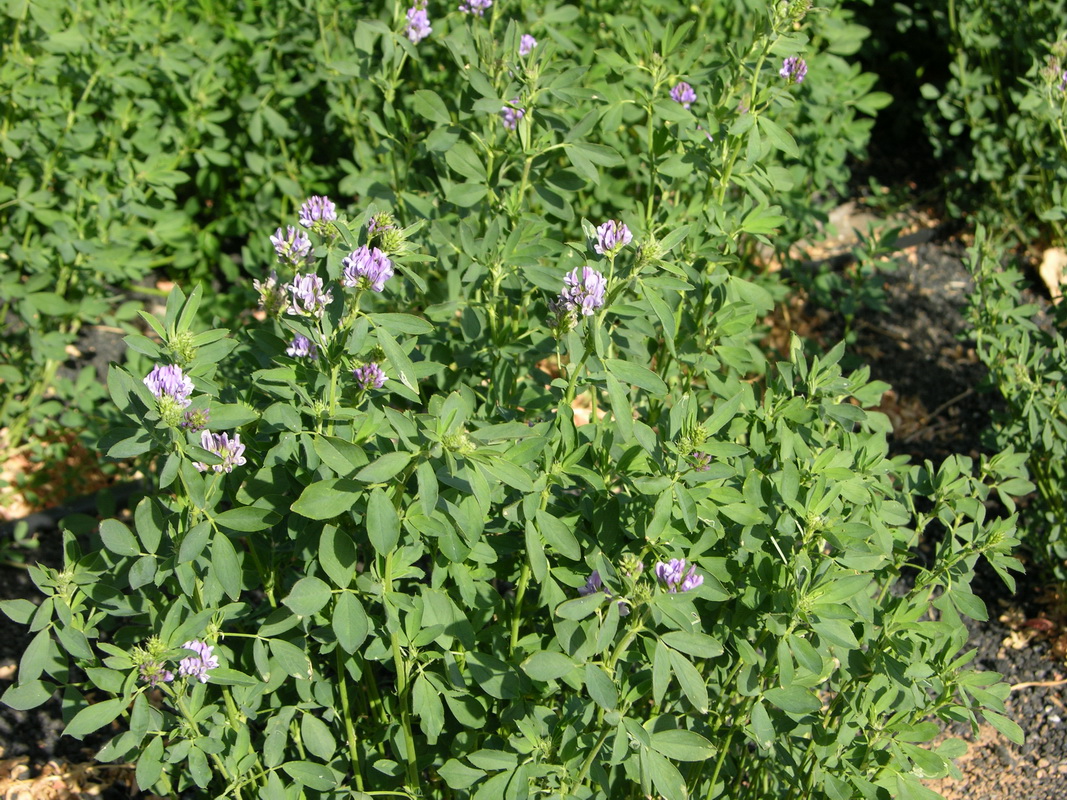 Medicago sativa1