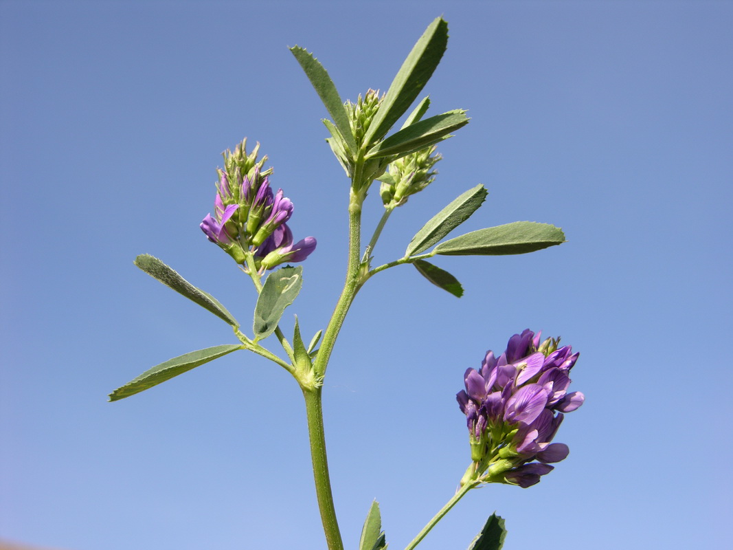 Medicago sativa2