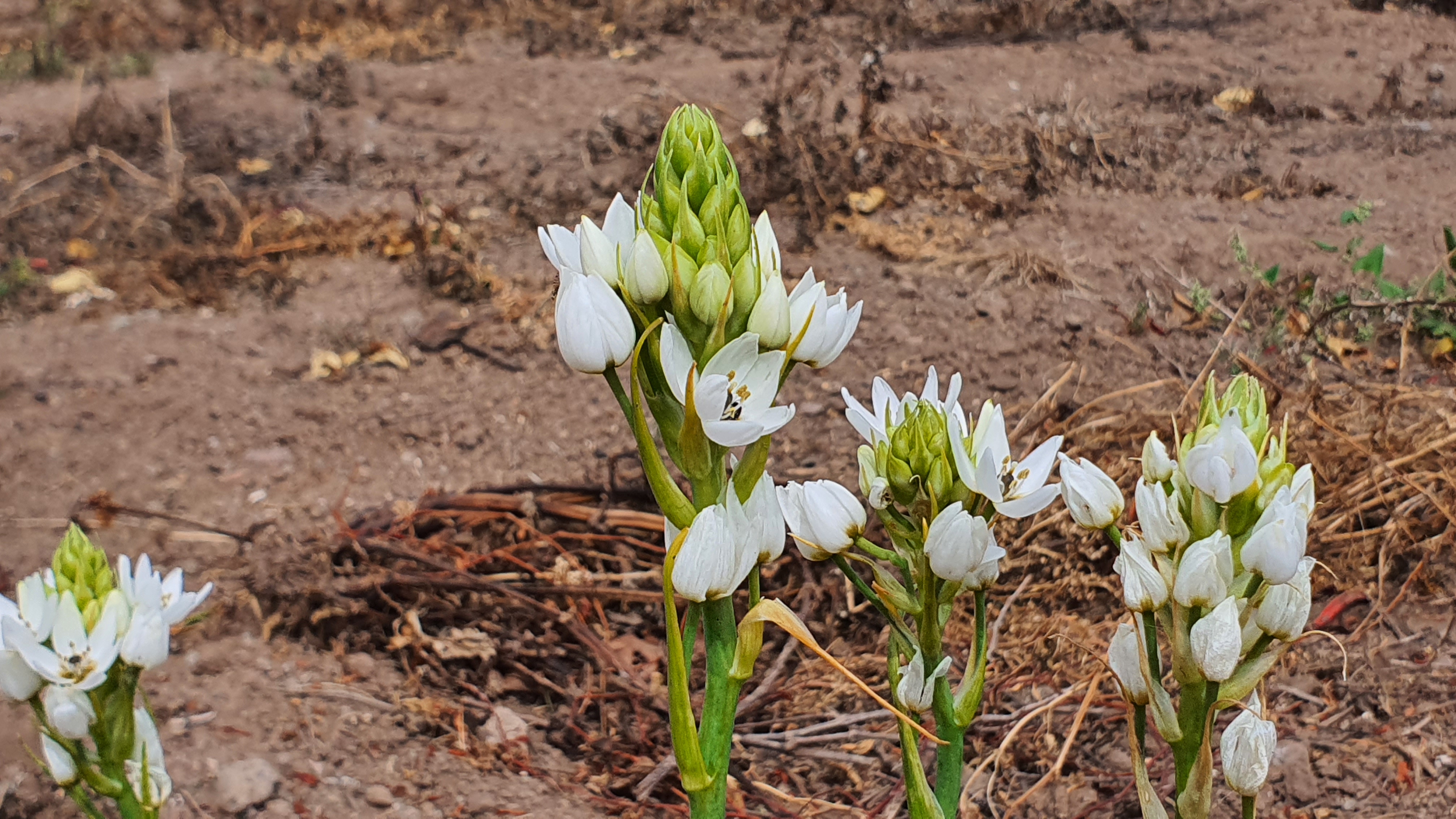 20220605 113953 Melomphis arabica = Ornithogalum arabicum lagrimas de San Pedro