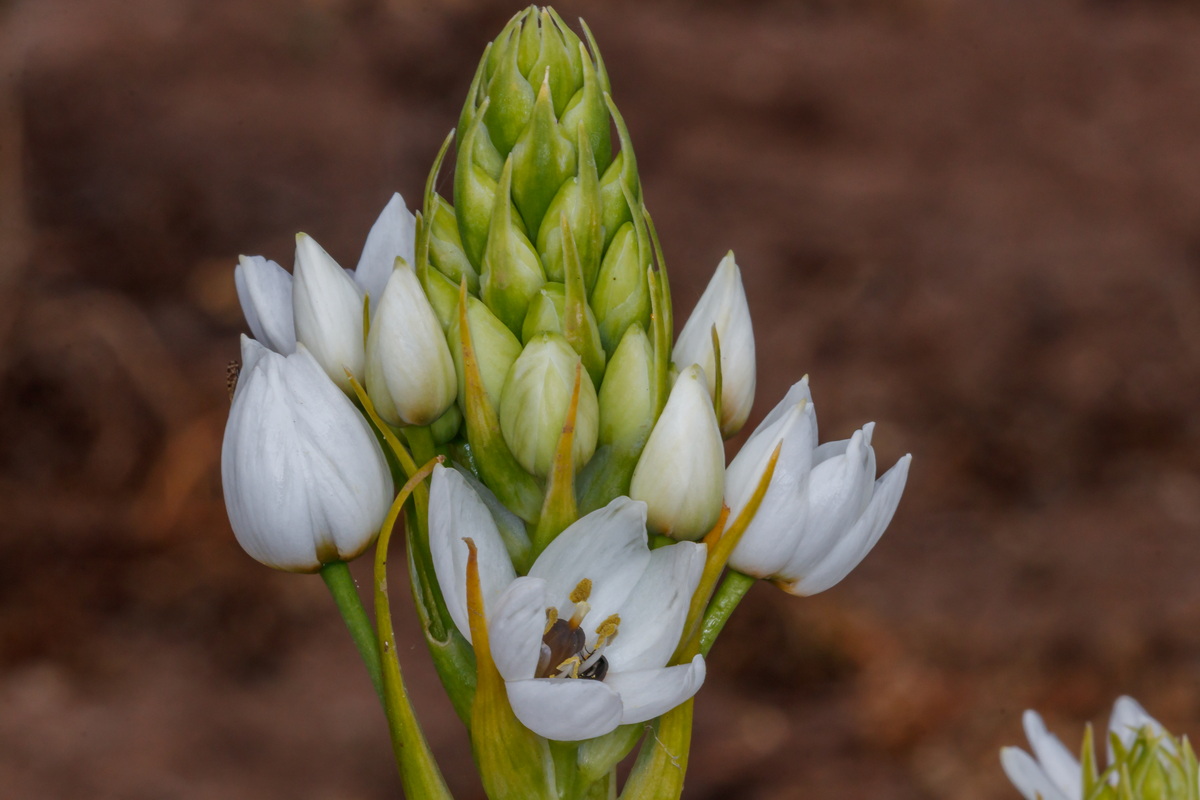  MG 4489 Melomphis arabica = Ornithogalum arabicum lagrimas de San Pedro