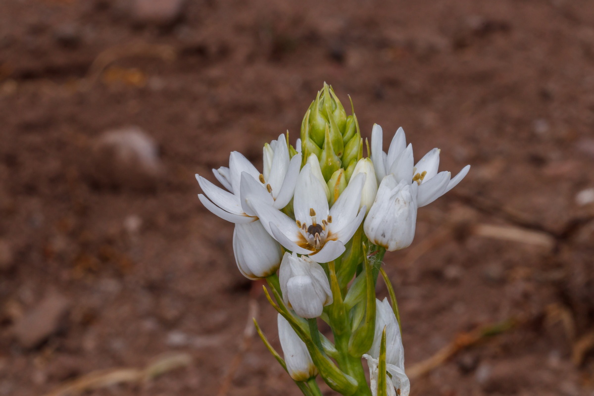  MG 4490 Melomphis arabica = Ornithogalum arabicum lagrimas de San Pedro