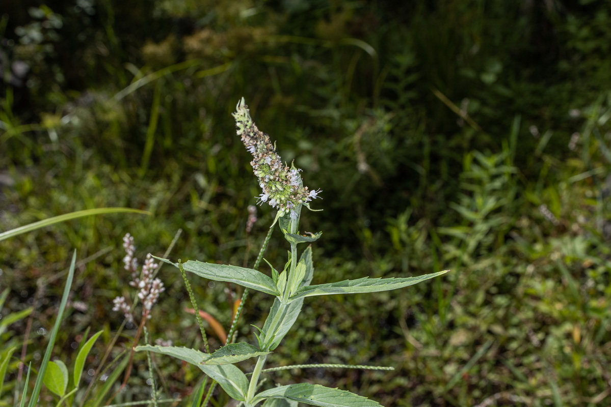 IMG 0387 Mentha longifolia mastranto