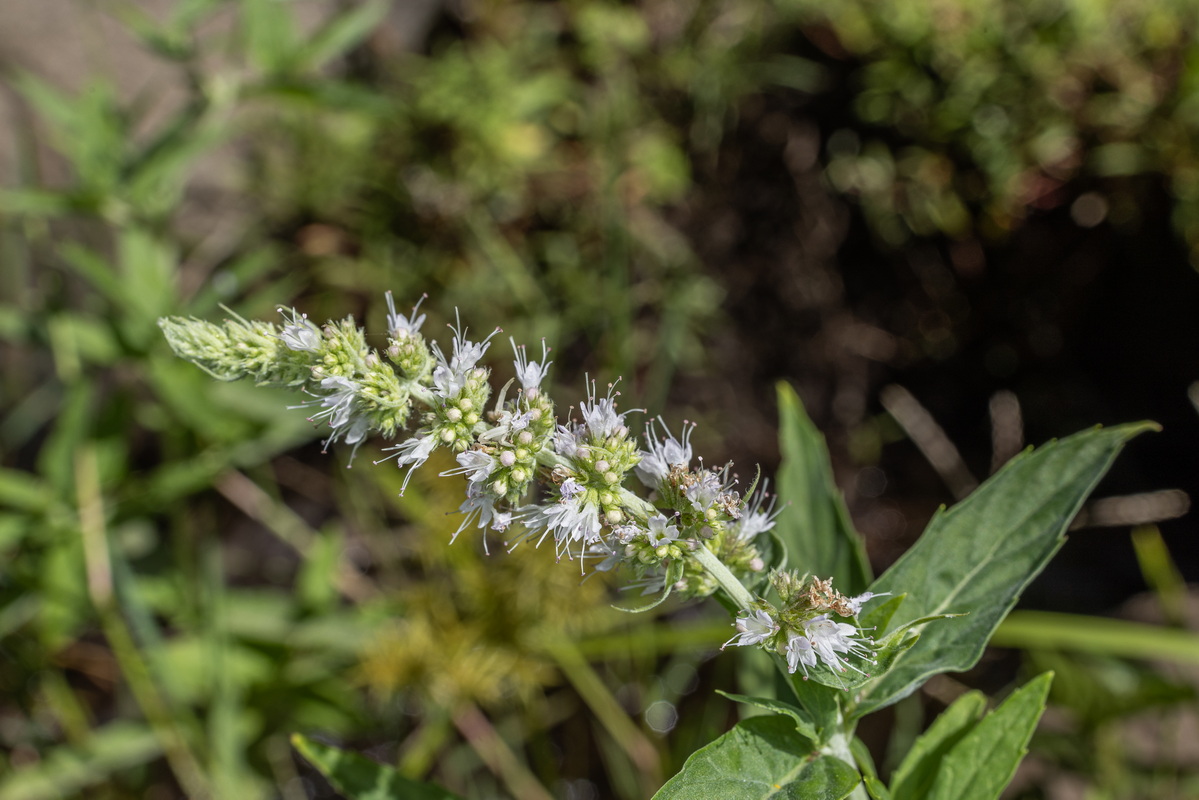 IMG 0398 Mentha longifolia mastranto