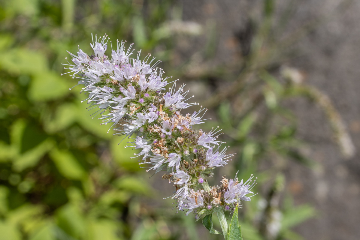 IMG 0399 Mentha longifolia mastranto