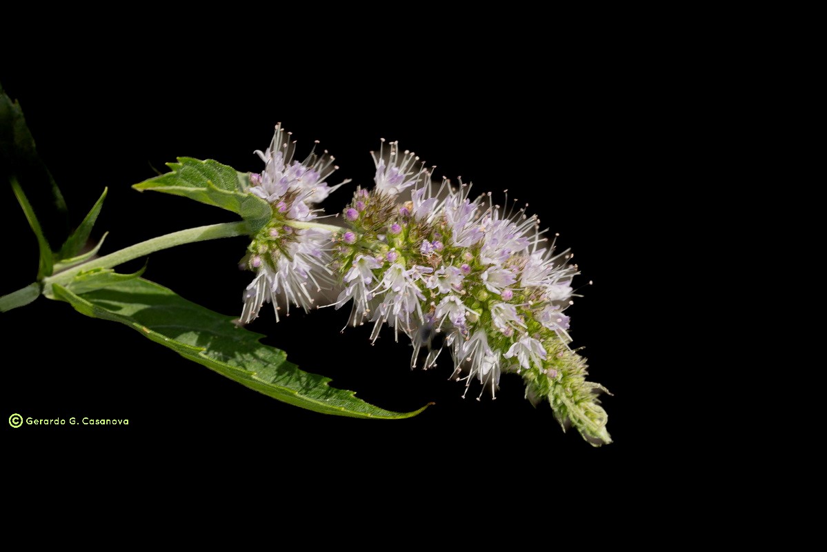 IMG 0400 Mentha longifolia (mastranto) Watermarked