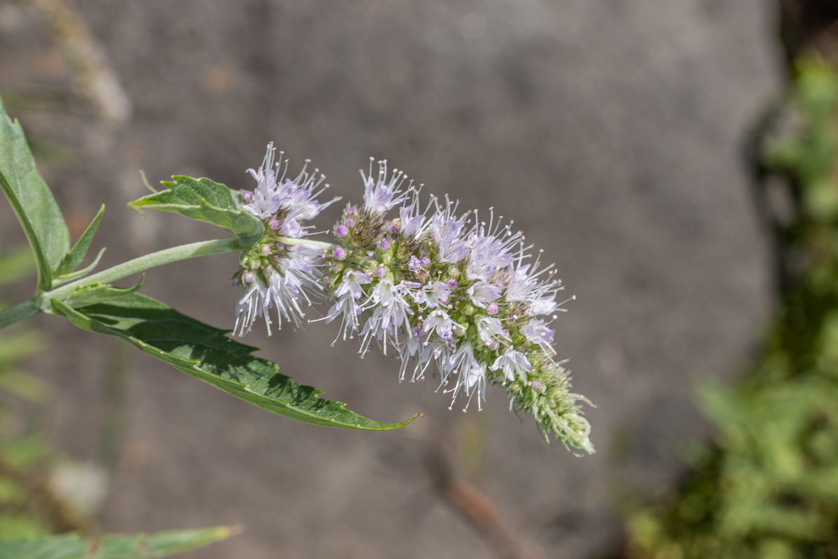 IMG 0400 Mentha longifolia mastranto