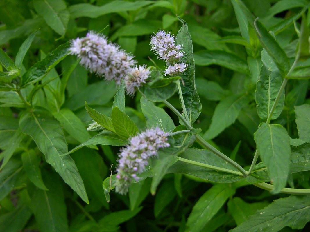 Mentha longifolia 01