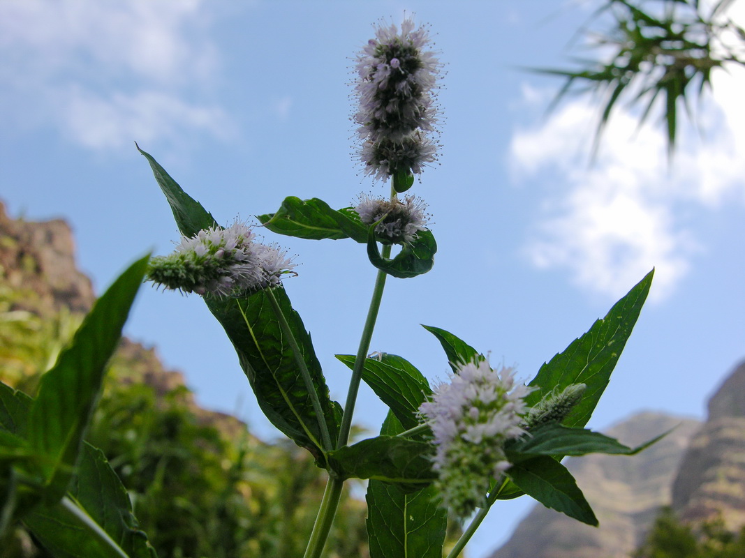 Mentha longifolia 02