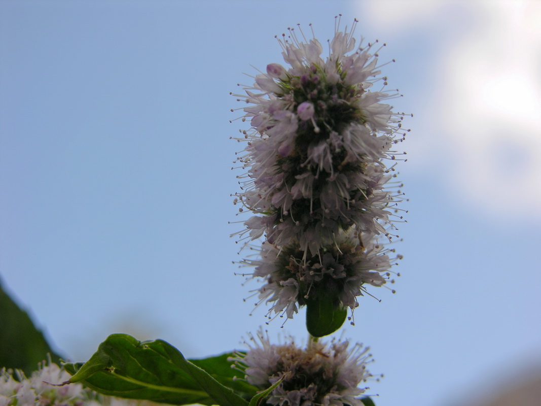 Mentha longifolia 03