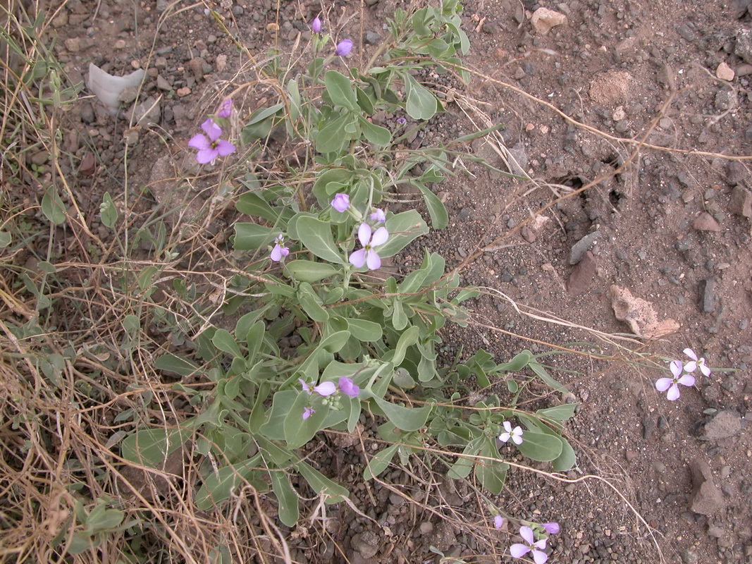 0180 Moricandia arvensis