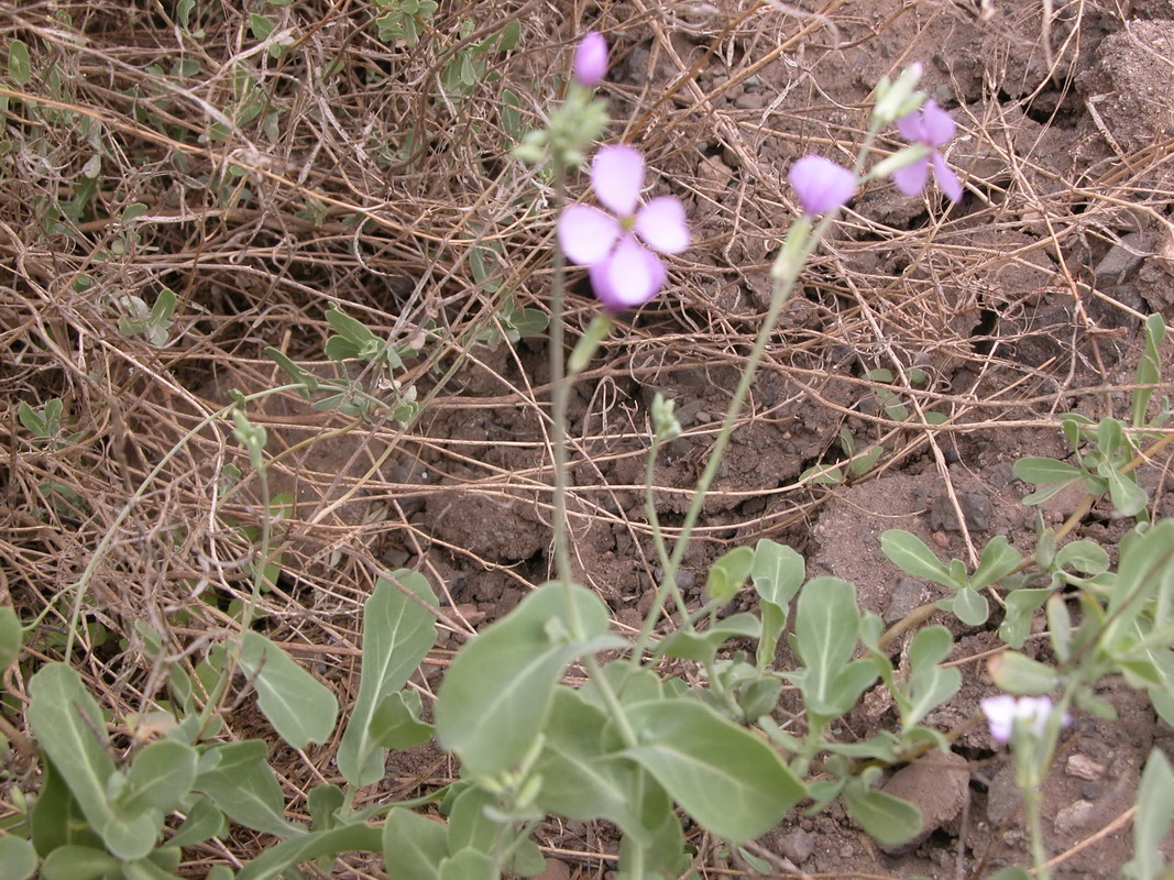 0181 Moricandia arvensis