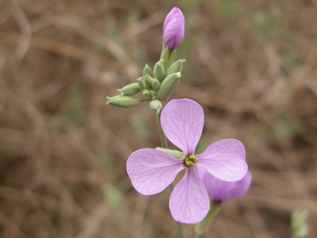 0182 Moricandia arvensis