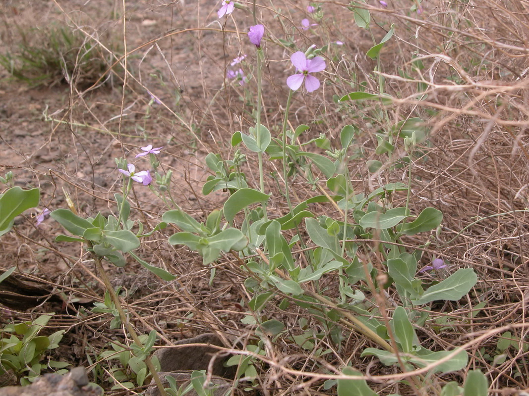 0183 Moricandia arvensis