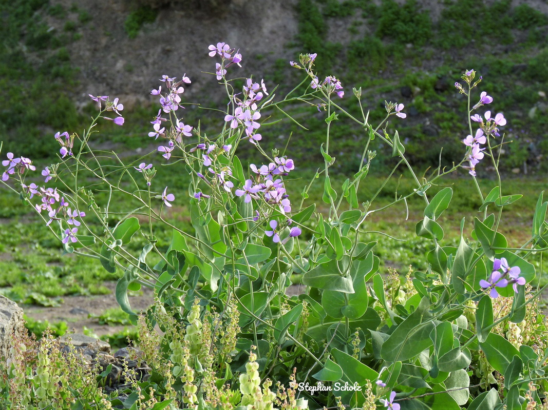 Moricandia arvensis 2