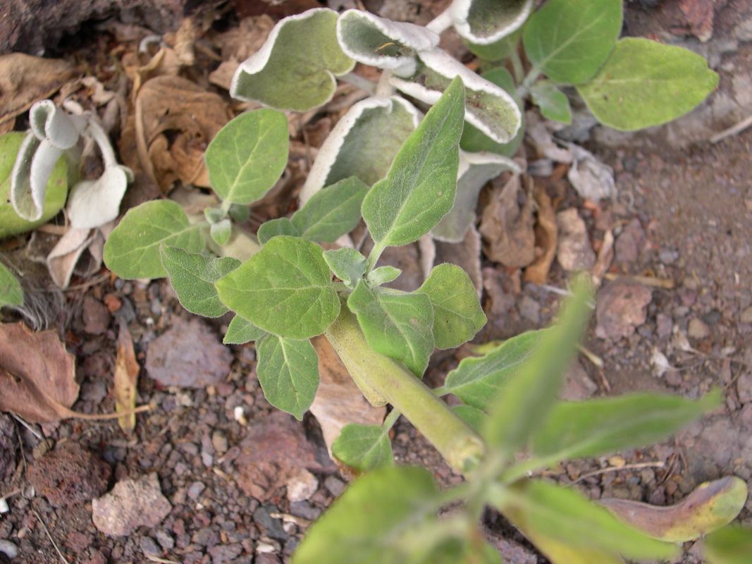 DSCN0016 Nicotiana paniculata