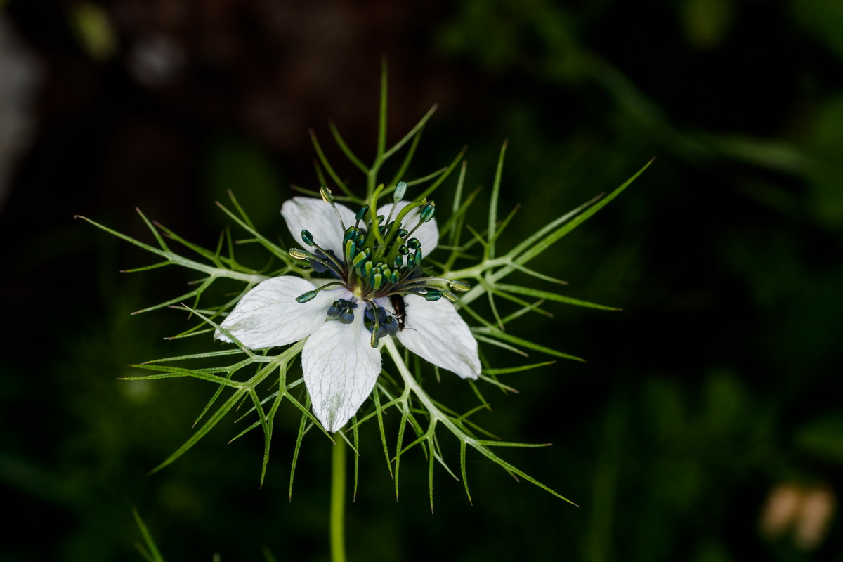  MG 5077 Nigella damascena