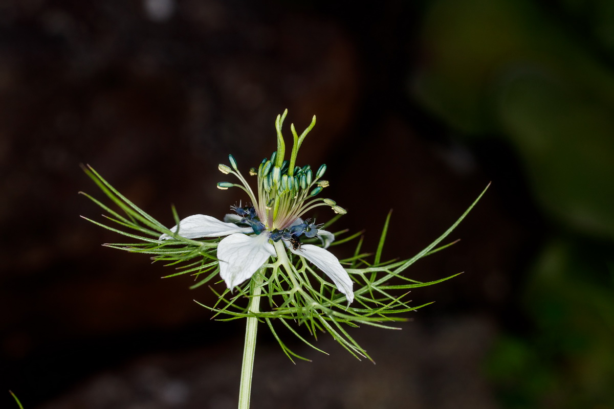  MG 5078 Nigella damascena