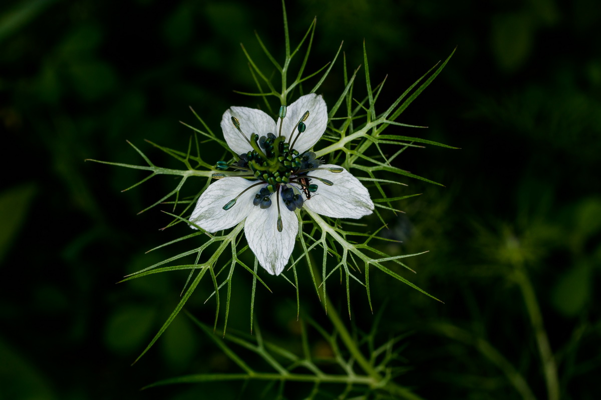  MG 5081 Nigella damascena