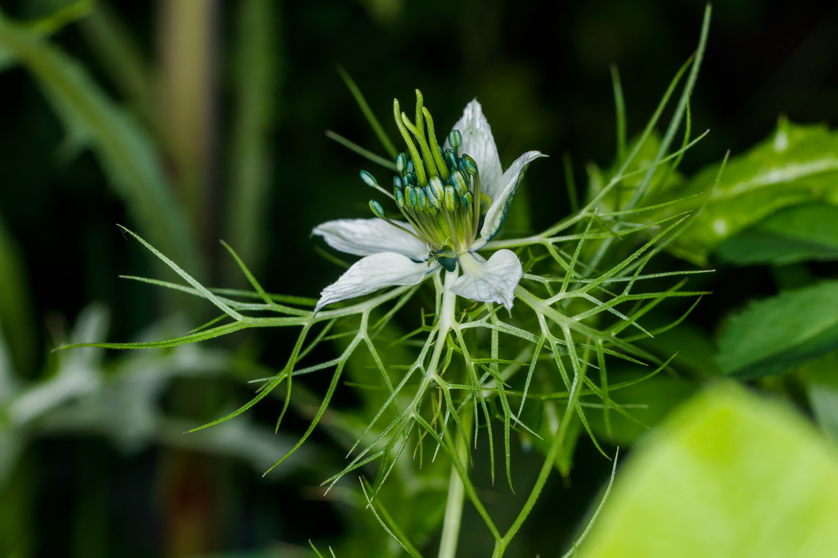  MG 5083 Nigella damascena