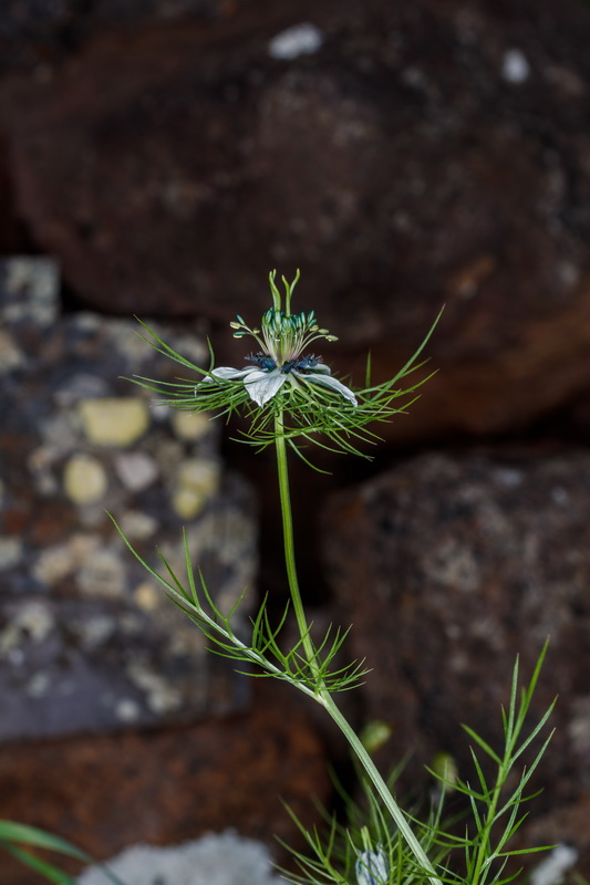  MG 5084 Nigella damascena