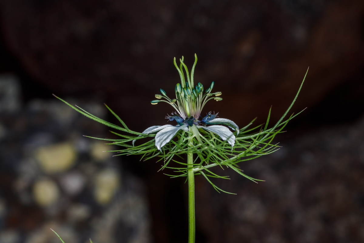  MG 5085 Nigella damascena