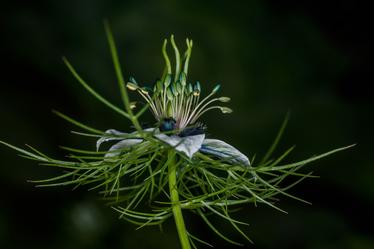  MG 5089 Nigella damascena