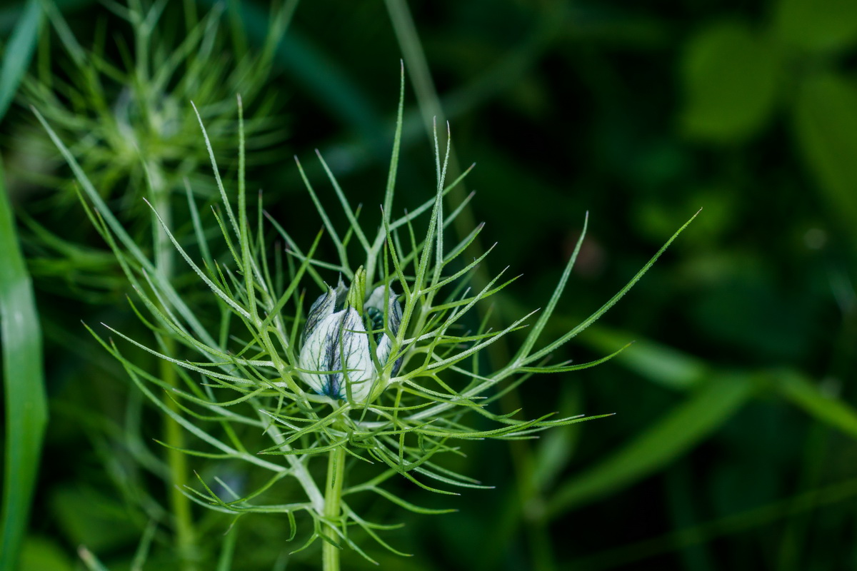  MG 5091 Nigella damascena