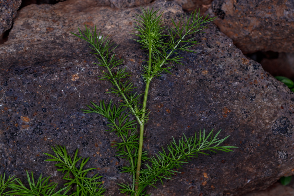  MG 5109 Nigella damascena