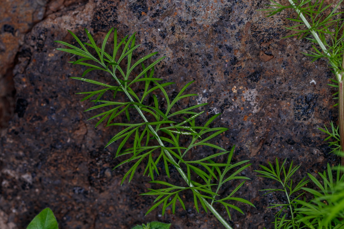  MG 5110 Nigella damascena