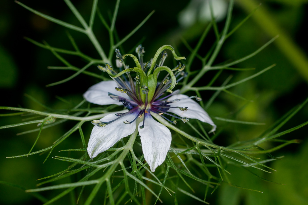  MG 5116 Nigella damascena