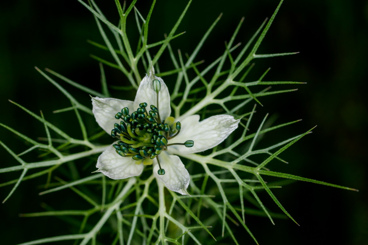  MG 5118 Nigella damascena