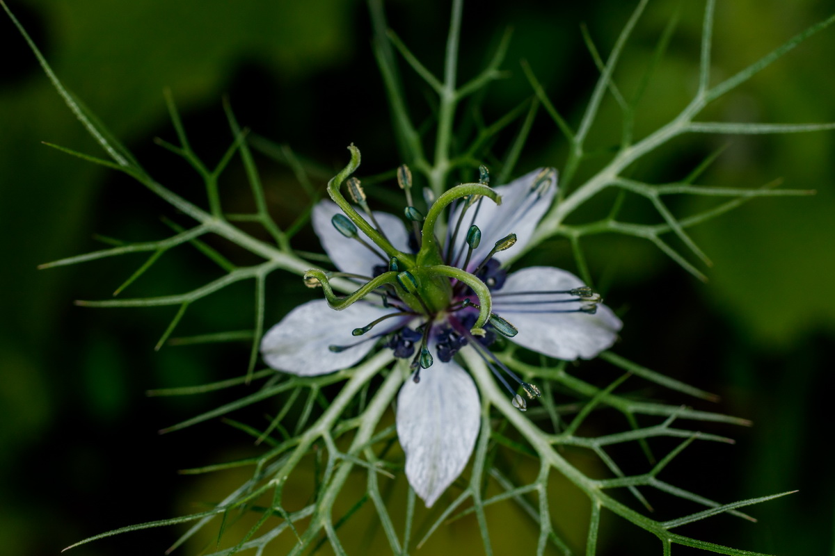  MG 5124 Nigella damascena