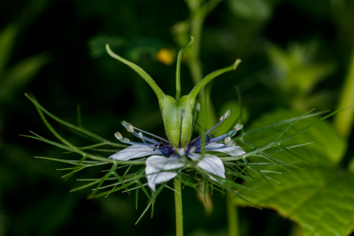  MG 5127 Nigella damascena