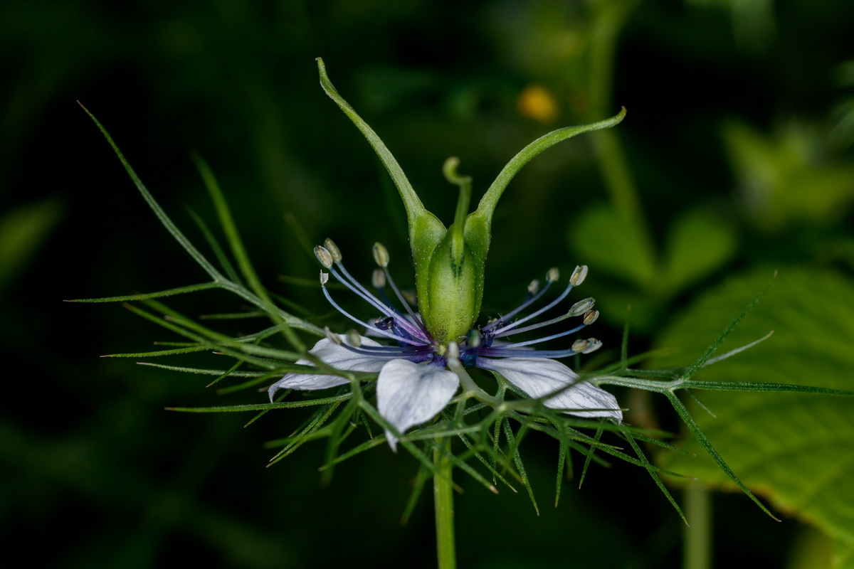  MG 5128 Nigella damascena