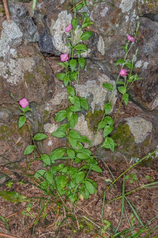  MG 5574 Oenothera rosea