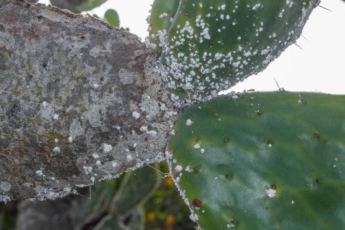  MG 8709 Opuntia maxima atacada por cochinilla mexicana (Dactylopius opuntiae)