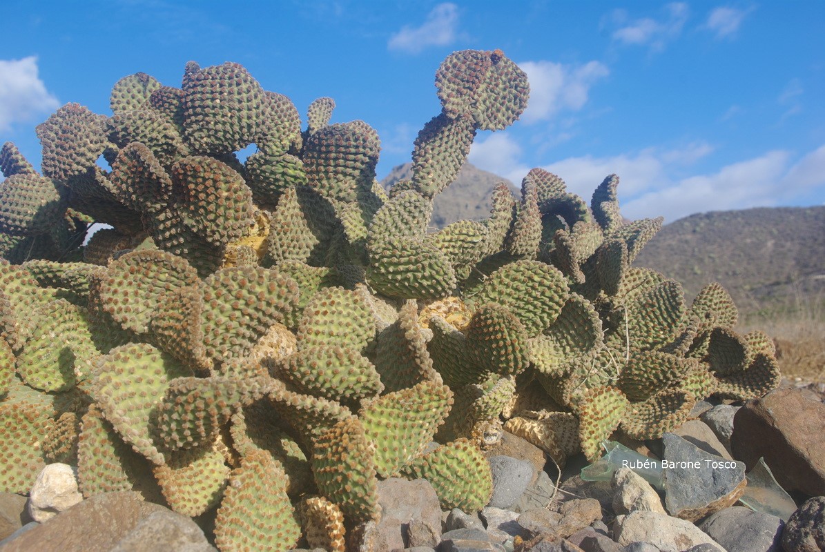 Opuntia microdasys