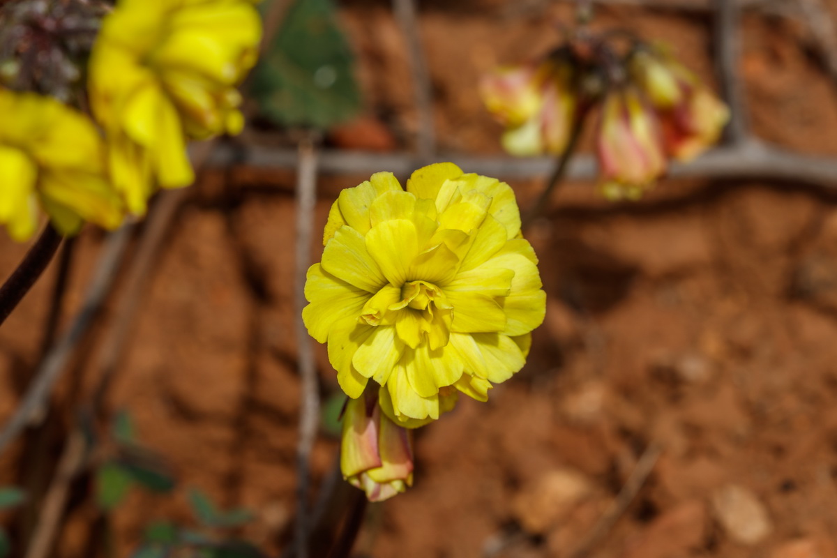  MG 4528 Oxalis pes caprae var. pleniflora de flor doble Trevina