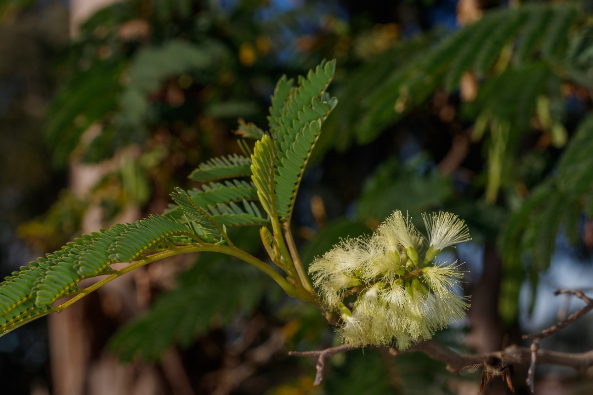  MG 1248  Paraserianthes lophantha Mimosa australiana