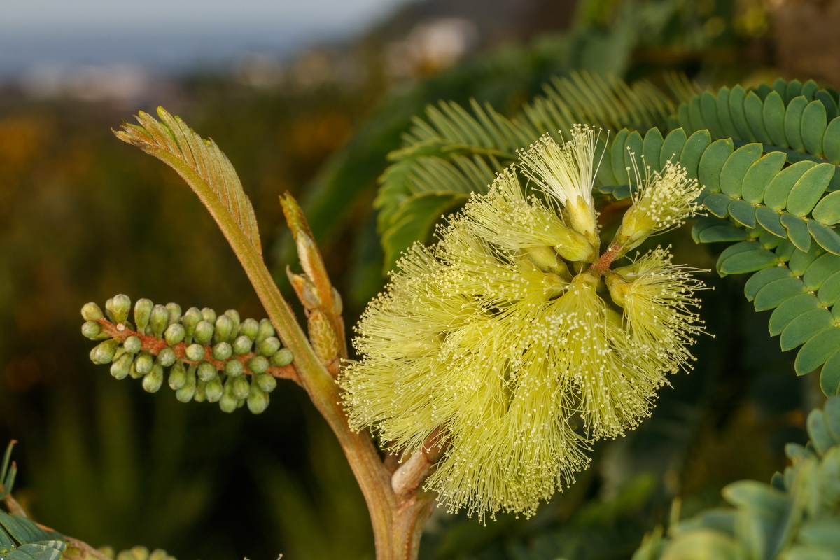  MG 1273  Paraserianthes lophantha Mimosa australiana