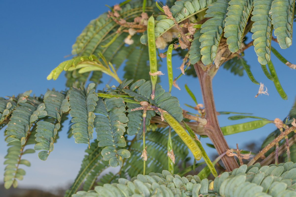  MG 1275  Paraserianthes lophantha Mimosa australiana