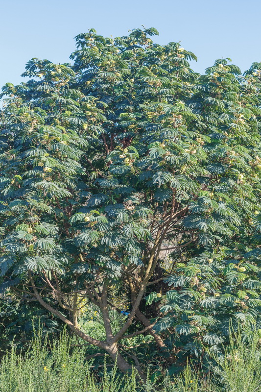  MG 1277 Paraserianthes lophantha Mimosa australiana